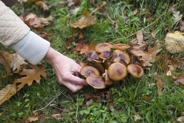 georgia mushroom guide